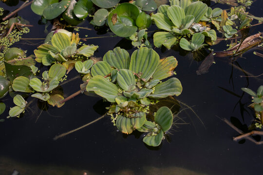 Pistia stratiote - Water lettuce