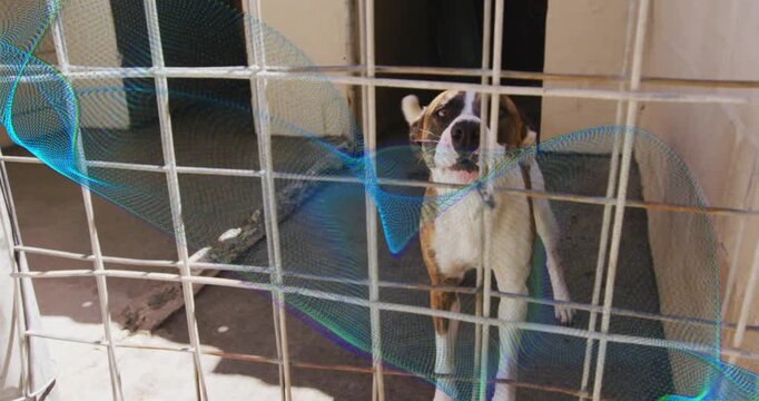 Dog reacting to person at gate in shelter, muzzling greeting, waveform not affecting dog