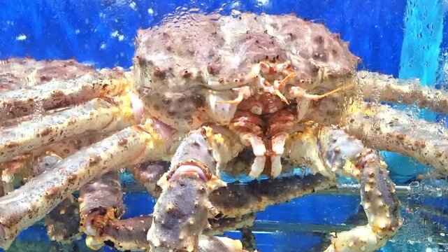 Close-up of a large king crab inside a glass aquarium with water droplets on the surface. Bright blue background. Perfect for seafood market, luxury restaurant, or marine life photography.