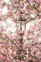 Obraz premium Blooming Malus spectabilis