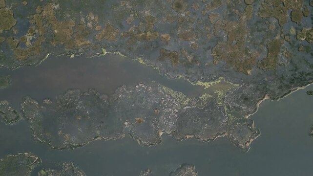 Vertical drone view of Lake Titicaca in Peru, with expansive green reed beds covering the shallow waters and creating unique natural patterns across the high-altitude lake landscape