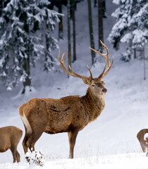Fototapeta premium deer in winter
