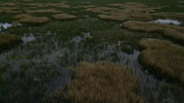 Low-altitude drone view flying over Lake Titicaca Peru, revealing circular patterns of yellow-green totora reeds floating across the high-altitude Andean lake