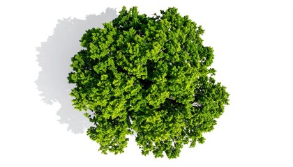 Fototapeta premium Overhead view of a vibrant green tree with dense foliage and shadow