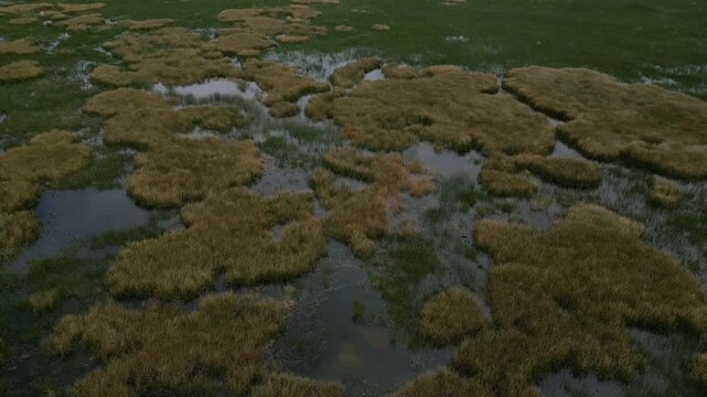 Aerial View of Yellow Totora Reeds Surrounded by Green Reeds on Lake Titicaca in Peru
