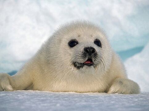 baby seal on the snow