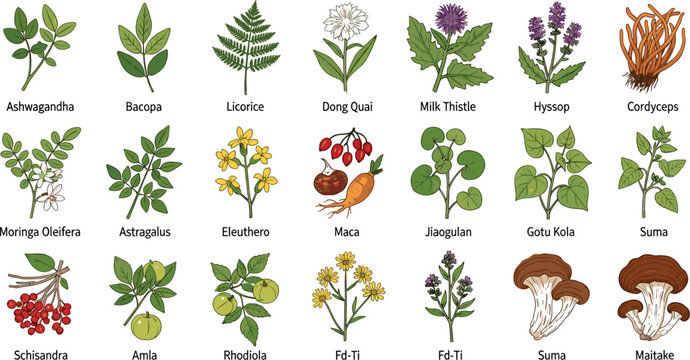 Colorful hand drawn adaptogen herbs set featuring cordyceps moringa maca and milk thistle for holistic health supplements vector
