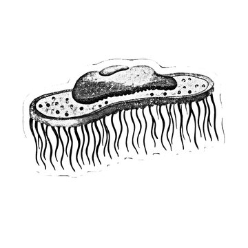 Single celled protist with cilia, contractile vacuole, and nucleus, rendered in black and white scientific illustration, educational biology diagram.