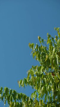 Green leaves of Ashoka tree against a clear blue sky