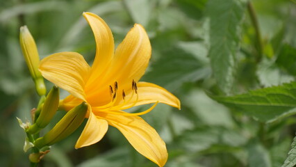 Fototapeta premium ニッコウキスゲの花アップ
