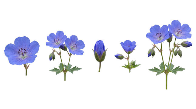 Various vibrant blue geranium flowers and buds, with green leaves.