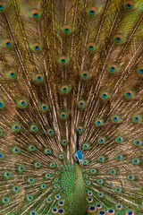 Obraz premium Close-up of a male Green Peacock in full display.