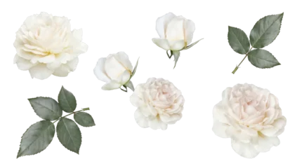 Fotobehang Rozen Elegant white rose blossoms, fresh unopened buds, and lush green leaves.  © Theresa