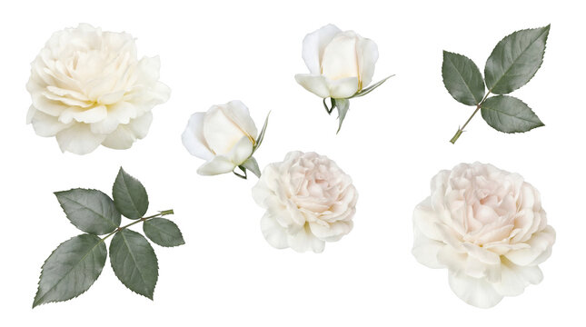 Elegant white rose blossoms, fresh unopened buds, and lush green leaves.