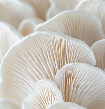 Minimalist macro photo of hite mushroom gills showin delicate textures and natral symmetry. Soft lightin and neutral tones create  clean, organic abstract bckground for design
