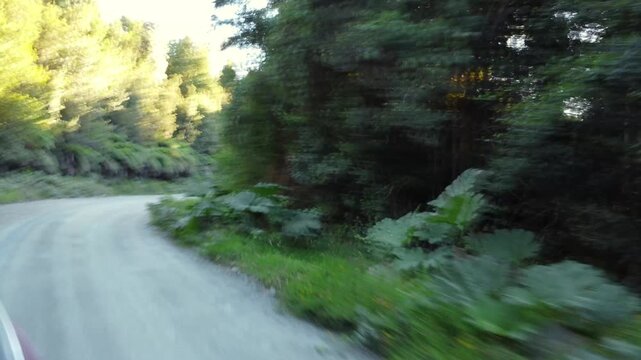 ruta