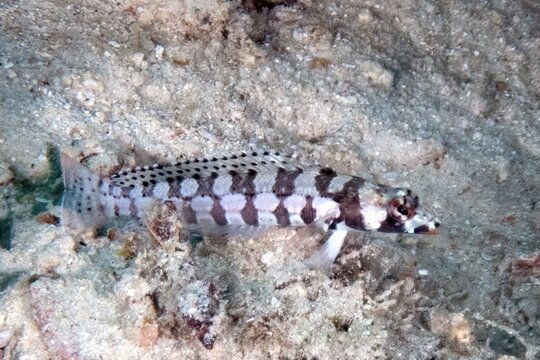 Sandperch (Parapercis sp.), reefs of Kapalai Island, Sabah, Malaysia, Borneo 
