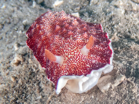 Reticulated Chromodorid Nudibranch (Goniobranchus cf. reticulatus), reefs of Kalapai Island, Malaysia, Borneo