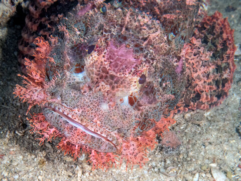 Weedy Scorpionfish (genus Rhinopias)the reefs of Kapalai Island, Sabah, Malaysia, Borneo 