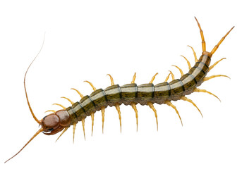 Fototapeta premium A centipede with long antennae and numerous legs on a transparent background