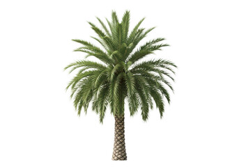 Obraz premium Date palm tree with lush green fronds, isolated on transparent background