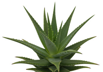 Fototapeta premium Aloe vera plant isolated on transparent background