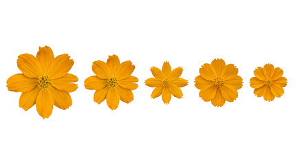 Vibrant orange cosmos flowers of various sizes gracefully arranged and isolated on a transparent background. © Kayleigh