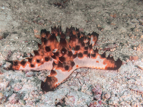  Chocolate Chip Sea Star (Protoreaster nodosus), reefs of Kalapai Island, Sabah, Malaysia, Borneo 