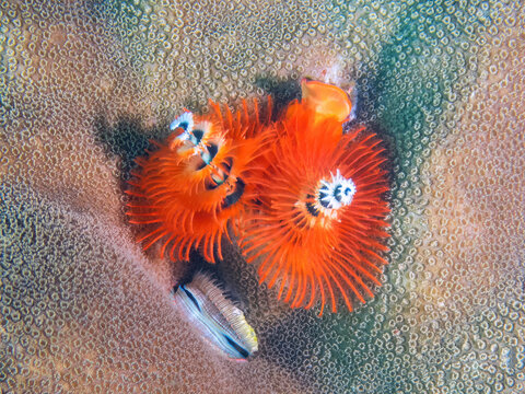 Christmas Tree Worm (Spirobranchus giganteus), and a Scallop (Pectinidae sp.) below it, reefs of Mabul Island, Sabah, Malaysia, Borneo 