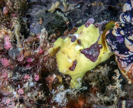 Painted Frogfish (Antennarius pictus), reefs of Kapalai Island, Sabah, Malaysia, Borneo 