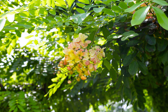 Beautiful rainbow shower flowers blooming in a cluster on a tree.