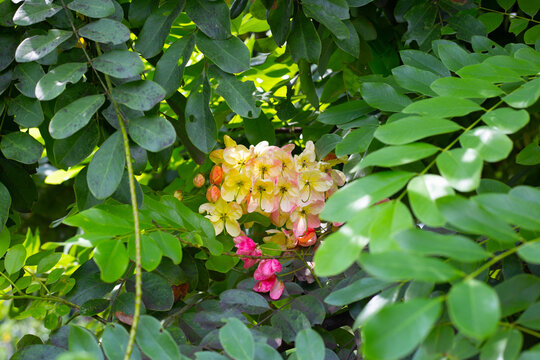 Beautiful rainbow shower flowers blooming in a cluster on a tree.