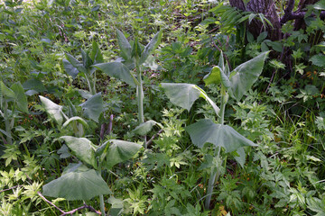 ヨブスマソウの芽（北海道・鶴居村）  © 愛 高行