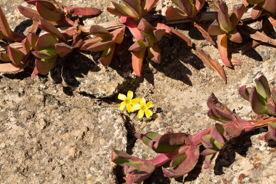 Carpobrotus succulent plant growing on rocky coastal ground in central Chile