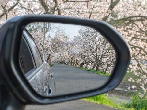 春の余韻。サイドミラーに映し出される桜のトンネル