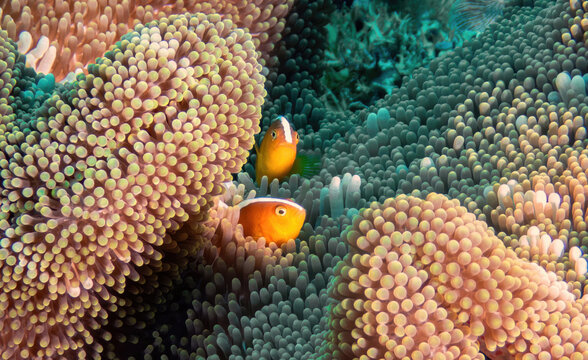 Clark&rsquo;s Anemonefish (Amphiprion clarkii) residing in a Bubble-tip Anemone (Entacmaea quadricolor), reefs of Sipadan Island, Sabah, Malaysia, Borneo 