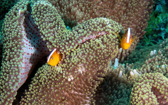 Clark&rsquo;s Anemonefish (Amphiprion clarkii) residing in a Bubble-tip Anemone (Entacmaea quadricolor), reefs of Sipadan Island, Sabah, Malaysia, Borneo 