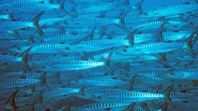 A School of Pickhandle Barracuda (Sphyraena jello),  Reefs of Sipadan Island, Sabah, Malaysia, Borneo