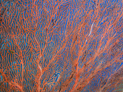 Gorgonian Sea Fan (Annella reticulata), reefs of Sipadan Island, Sabah, Malaysia, Borneo