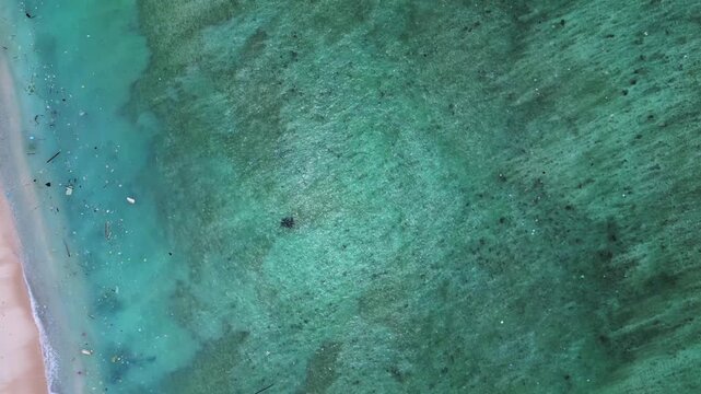 Sea turtle swimming near plastic polluted ocean shore. Magic aerial view drone