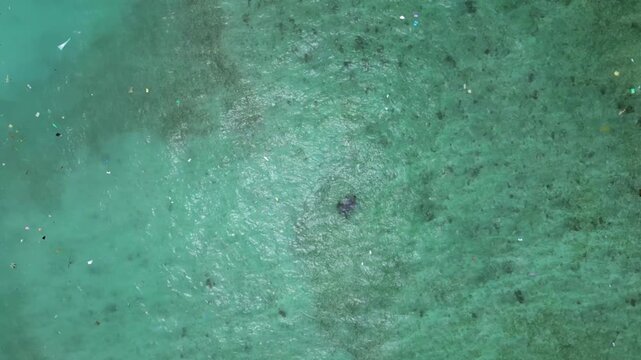 Sea turtle swimming near plastic polluted ocean shore. Smooth aerial view drone