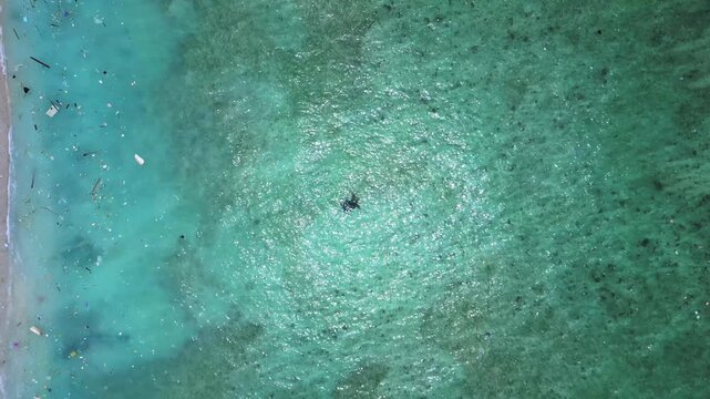 Sea turtle swimming near plastic polluted ocean shore. Nice aerial view drone