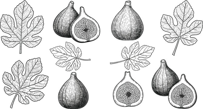 Hand-Drawn Vector Illustration Set of Figs and Fig Leaves, Including Whole and Sliced Figs, for Food, Botanical, and Vintage Design Projects