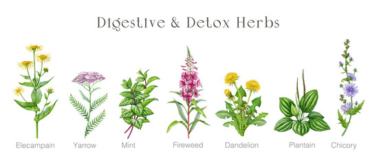 Digestive detox herbs set with dandelion, nettle, mint, fireweed, chicory, plantain. Hand drawn botanical watercolor illustrations for herbal medicine, tea, wellness, natural health, packaging © anitapol