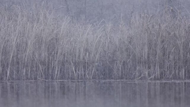 A Great Blue Heron stands on front of tall cattails at the edge of a lake while thick snow falls on a winter morning at the Hyatt Hidden Lakes Reserve in Boise Idaho USA.