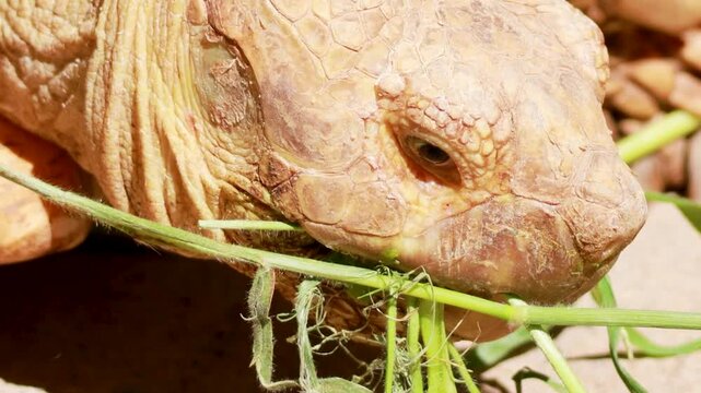 Extreme Close-Up of African Spurred Tortoise Head Eating Green Grass
