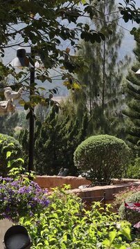 Vertical View of Cherub Fountain Statue in Lush Garden Setting