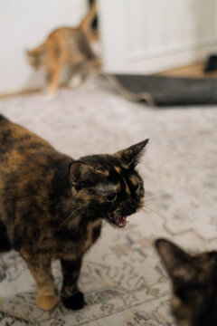 Hissing tortoiseshell cat indoors with other cat in background