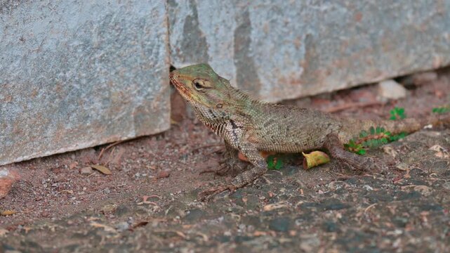 portrait of a garden lizard (Calotes versicolor)