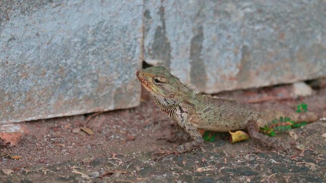 portrait of a garden lizard (Calotes versicolor)